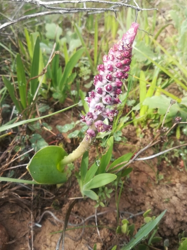 Image of Lachenalia suaveolens by (c) Noeleen du Toit, some rights reserved (CC BY-SA)