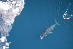 Bowhead Whale photo 3