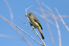 Willow Flycatcher photo 2