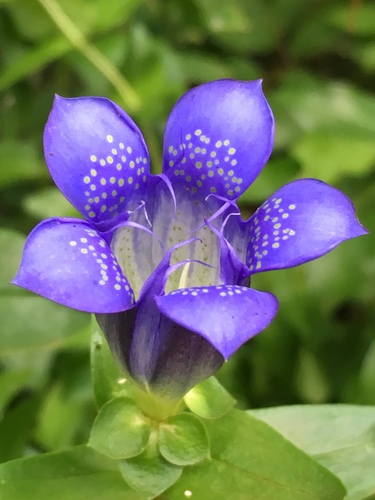 Rainier pleated gentian (Gentiana calycosa)