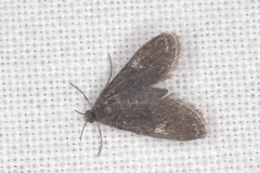 Elophila tinealis