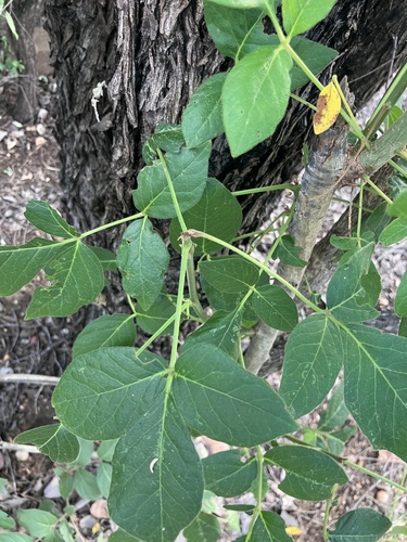 Commiphora edulis