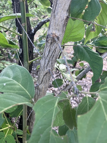 Commiphora edulis