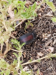 Eleodes suturalis