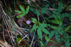 Mimosa pudica