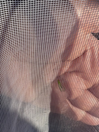 iNaturalist observation photo of Comanche Green Lacewing