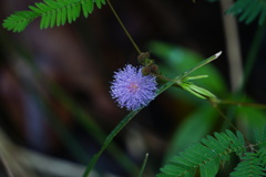 Mimosa pudica