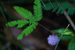Mimosa pudica
