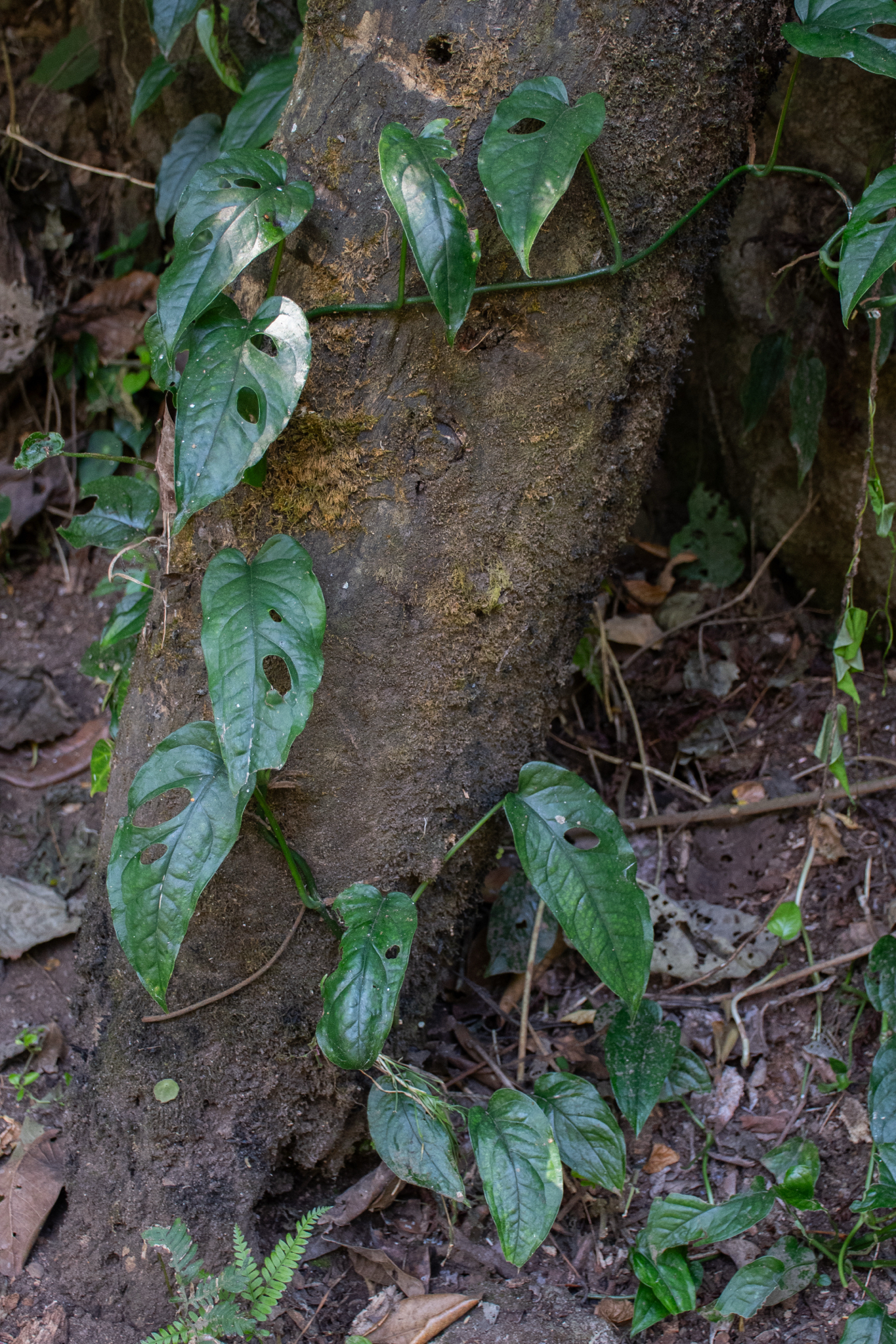 Imagem de Monstera prateada