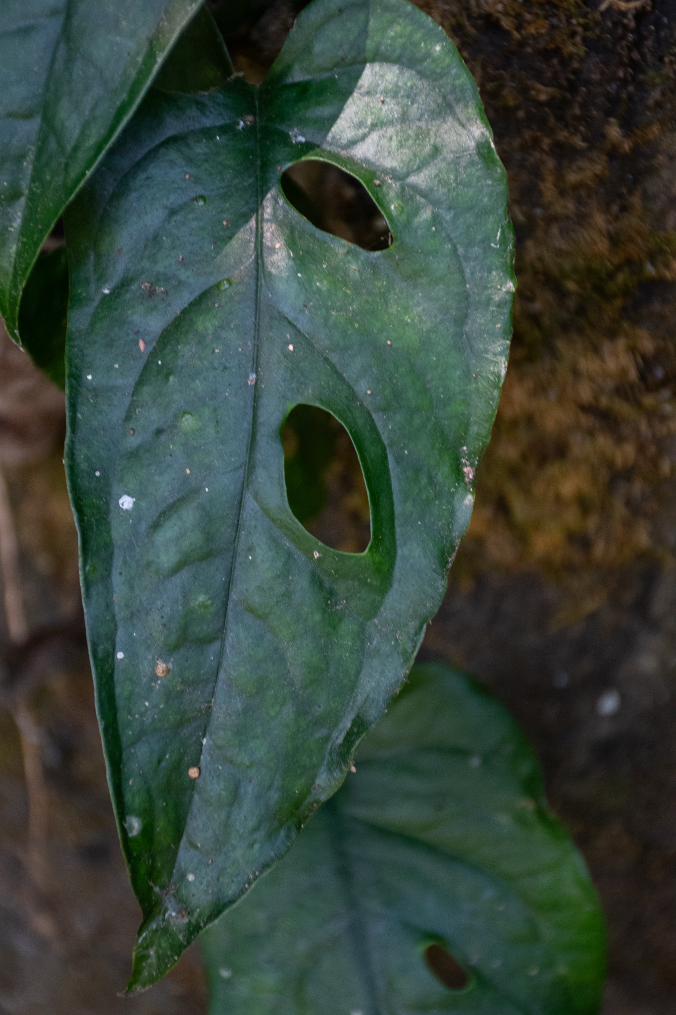 Imagem de Monstera prateada