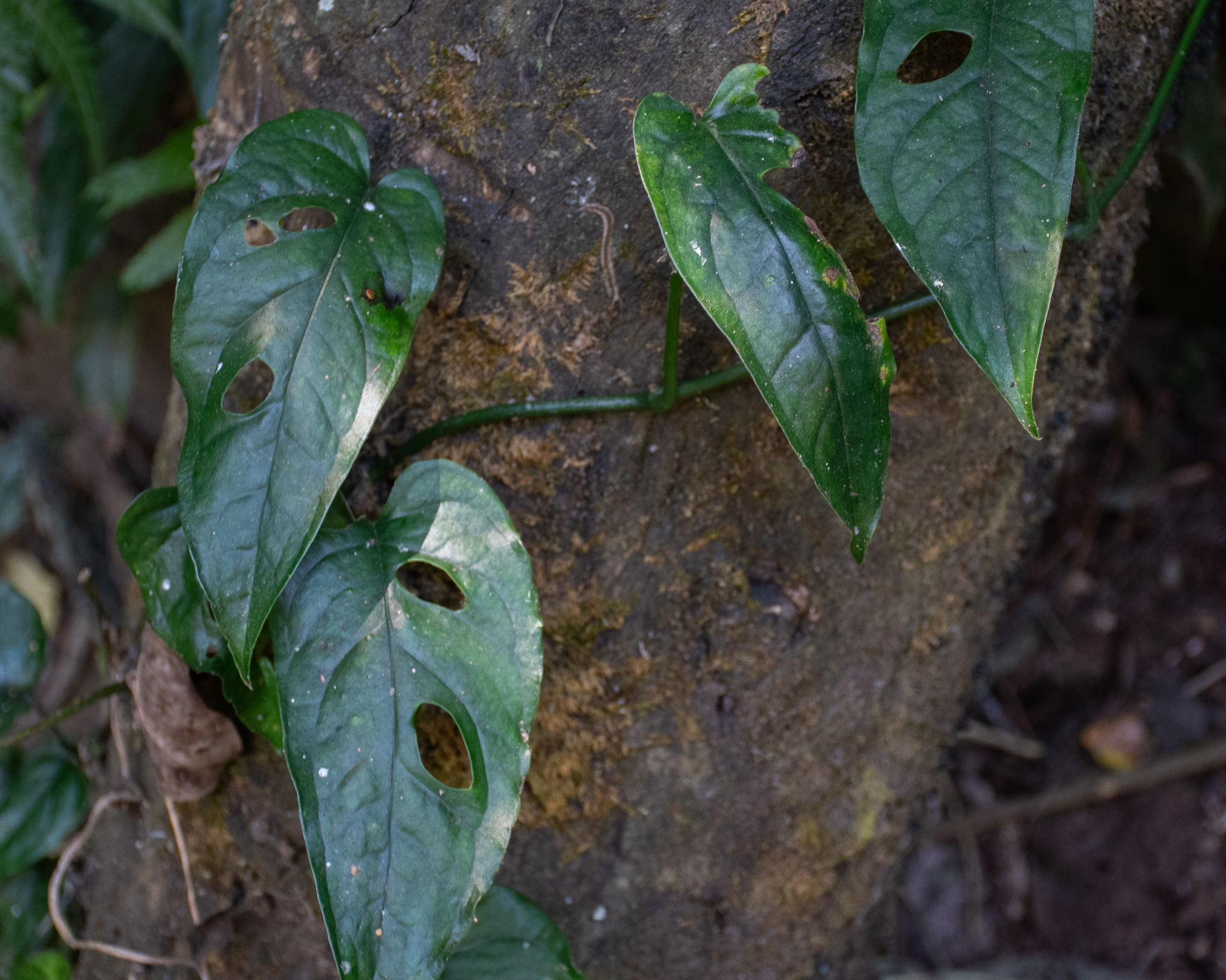 Imagem de Monstera prateada