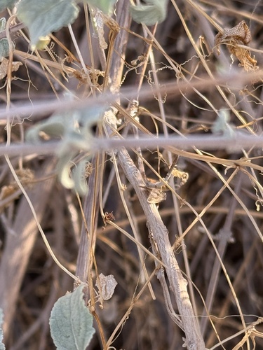 iNaturalist observation photo of Butterflies and Moths