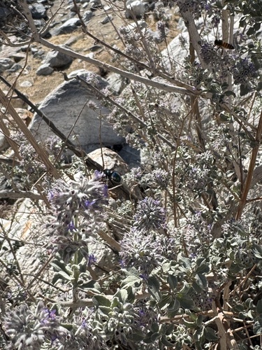 iNaturalist observation photo of Insects