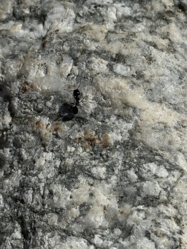 iNaturalist observation photo of Black Harvester Ant