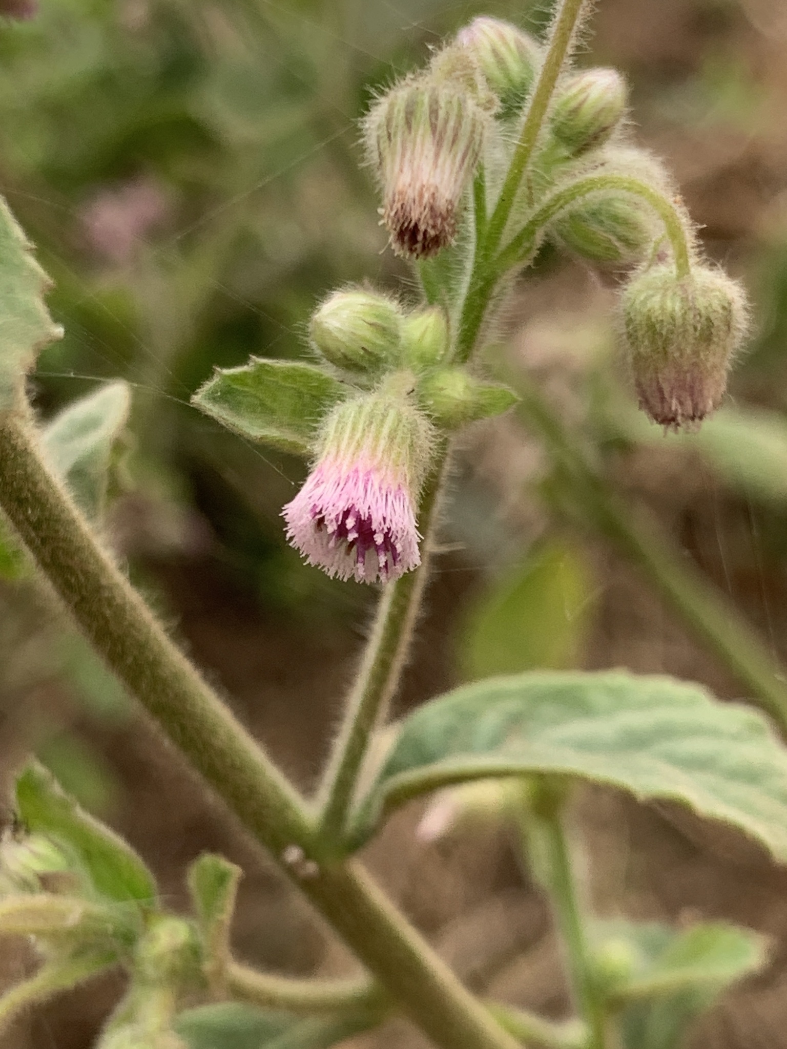 Blumea axillaris (Blumea axillaris)
