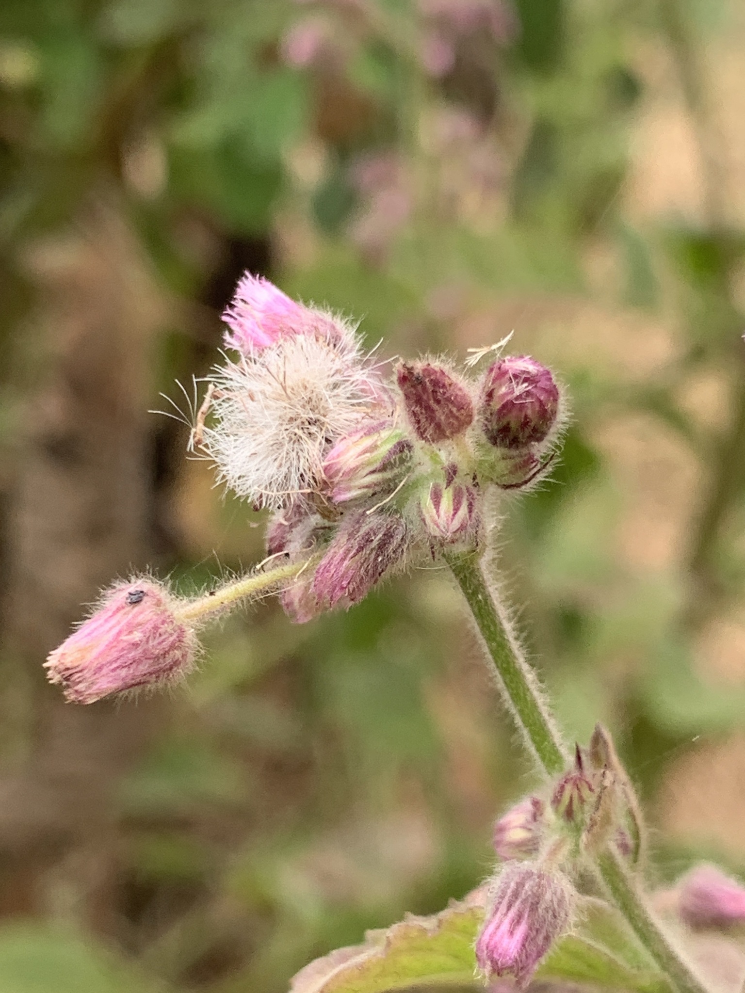 Blumea axillaris — ảnh 2