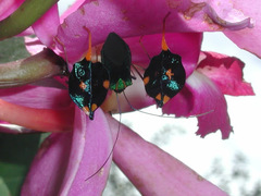 Diactor bilineatus