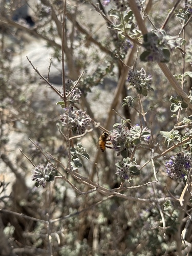 iNaturalist observation photo of Western Honey Bee