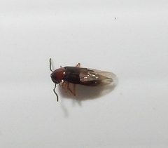 Staphylininae