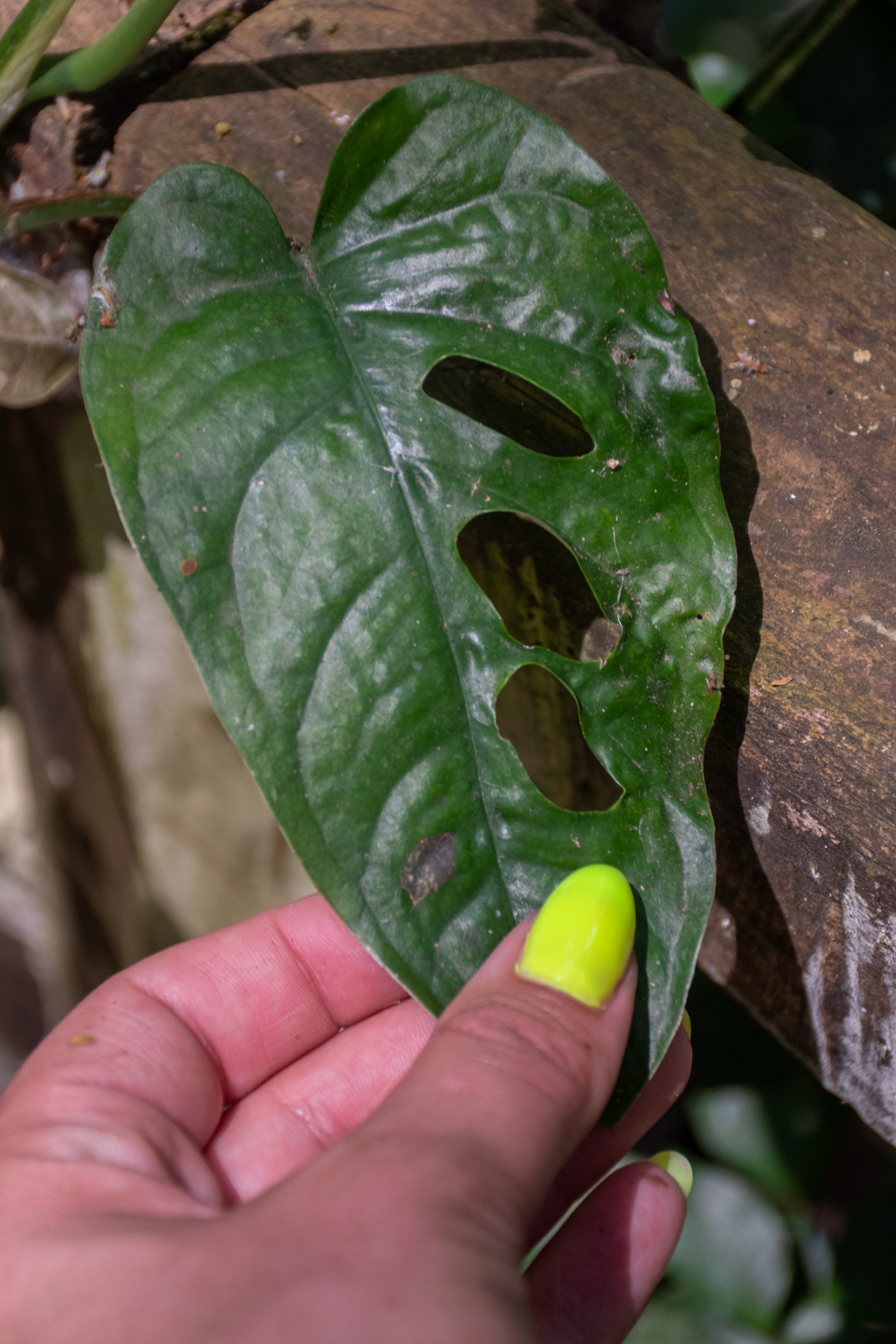 Imagem de Monstera prateada
