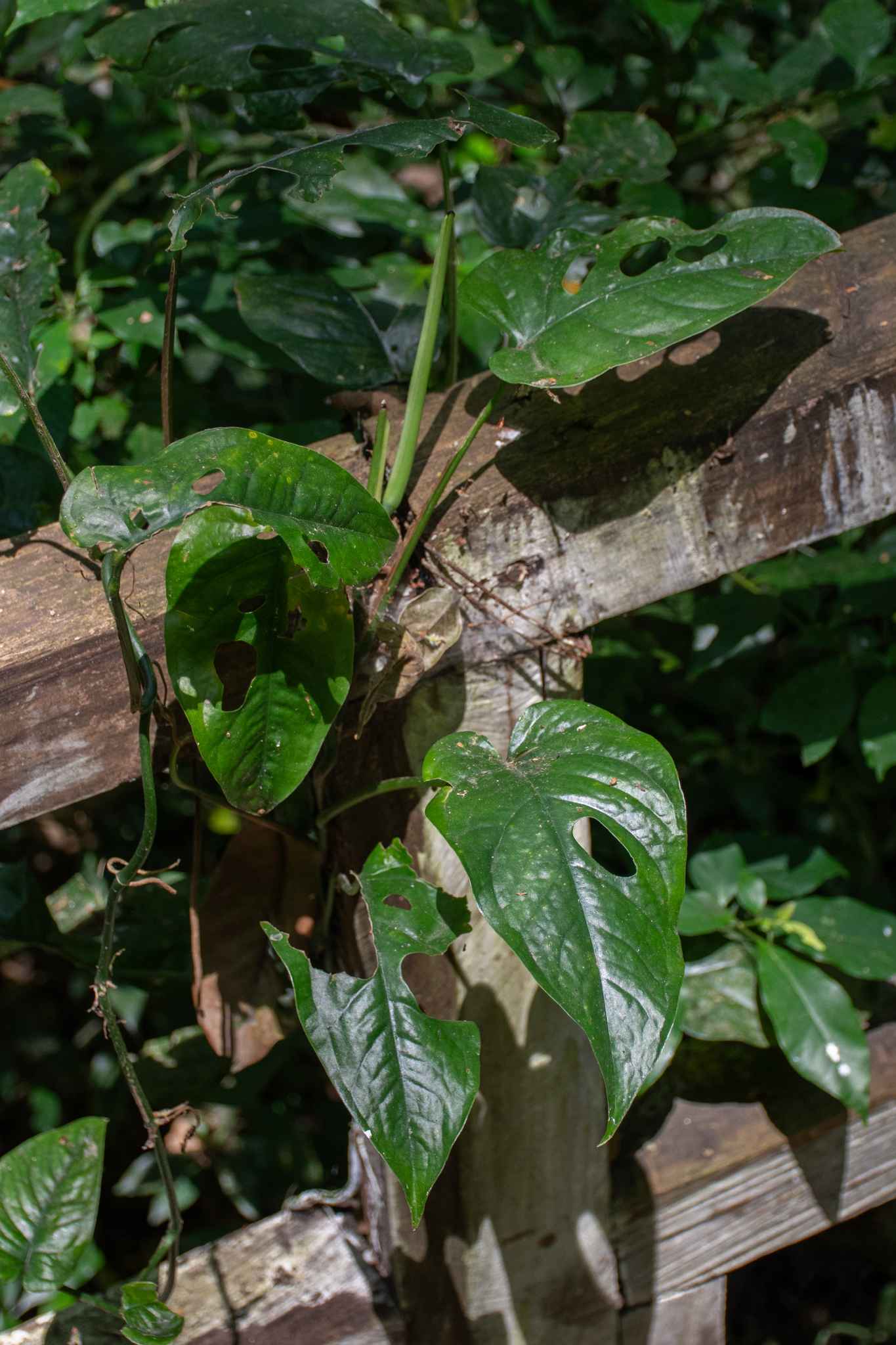 Imagem de Monstera prateada