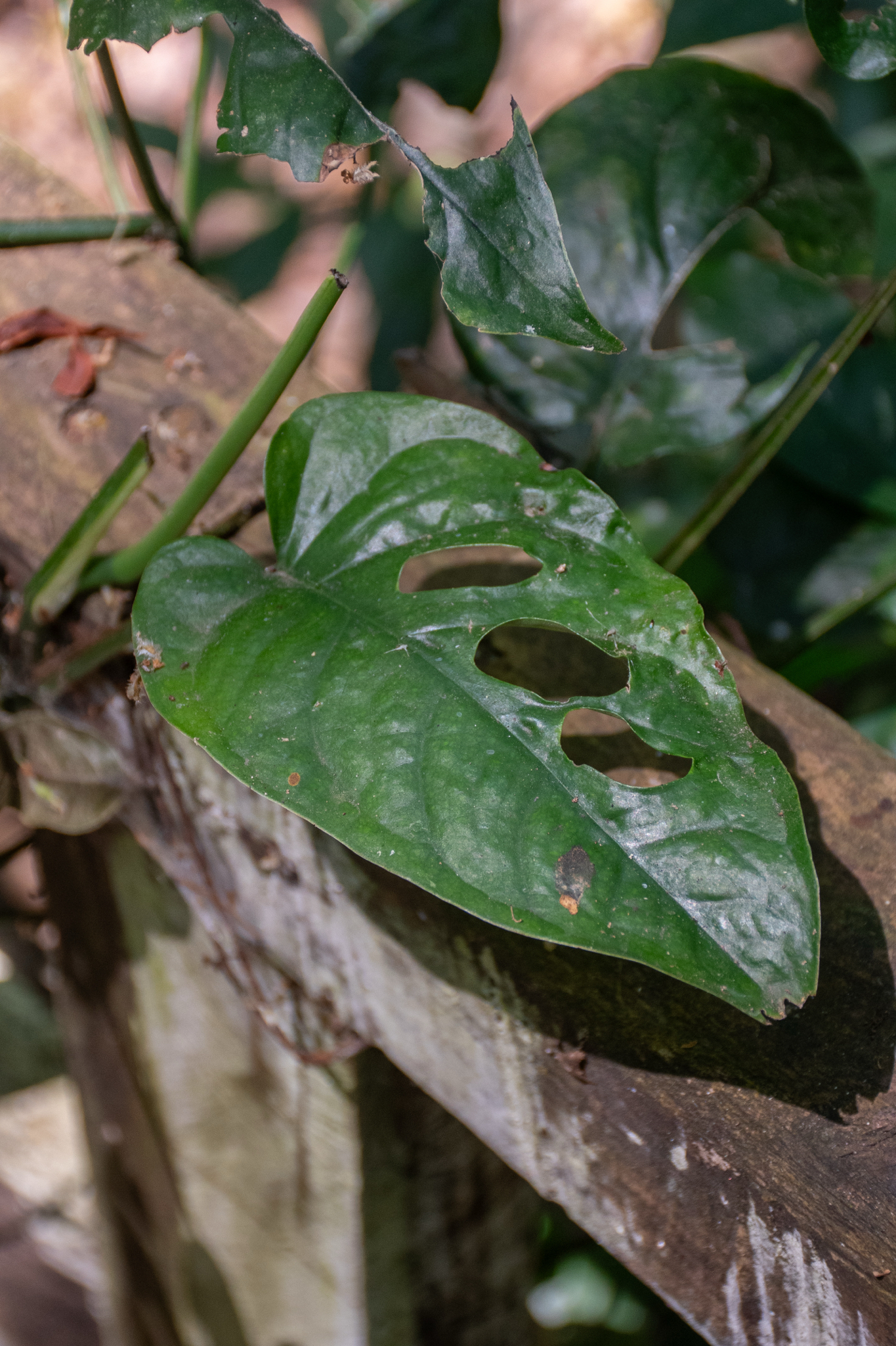 Imagem de Monstera prateada