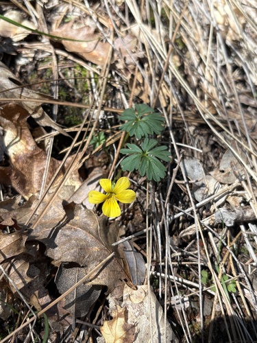 South Yuba Trail
