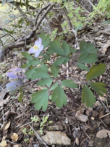 Western False Rue Anemone (Enemion occidentale)