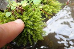 Dichodontium pellucidum