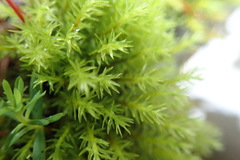 Dichodontium pellucidum