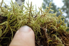 Antitrichia curtipendula