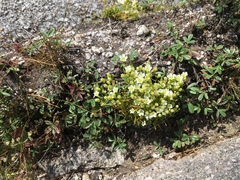 Mononeuria groenlandica