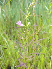 Agalinis neoscotica