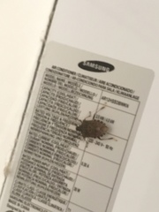 Halyomorpha halys