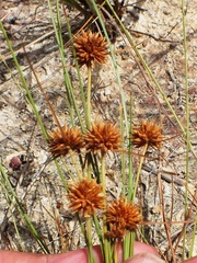 Rhynchospora barbata