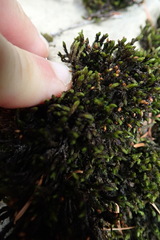 Racomitrium aciculare