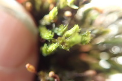 Racomitrium aciculare