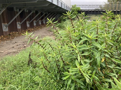 Image of Gulf swampweed by (c) Thomas Mesaglio, some rights reserved (CC BY)