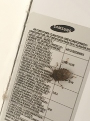 Halyomorpha halys