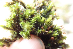 Racomitrium aciculare