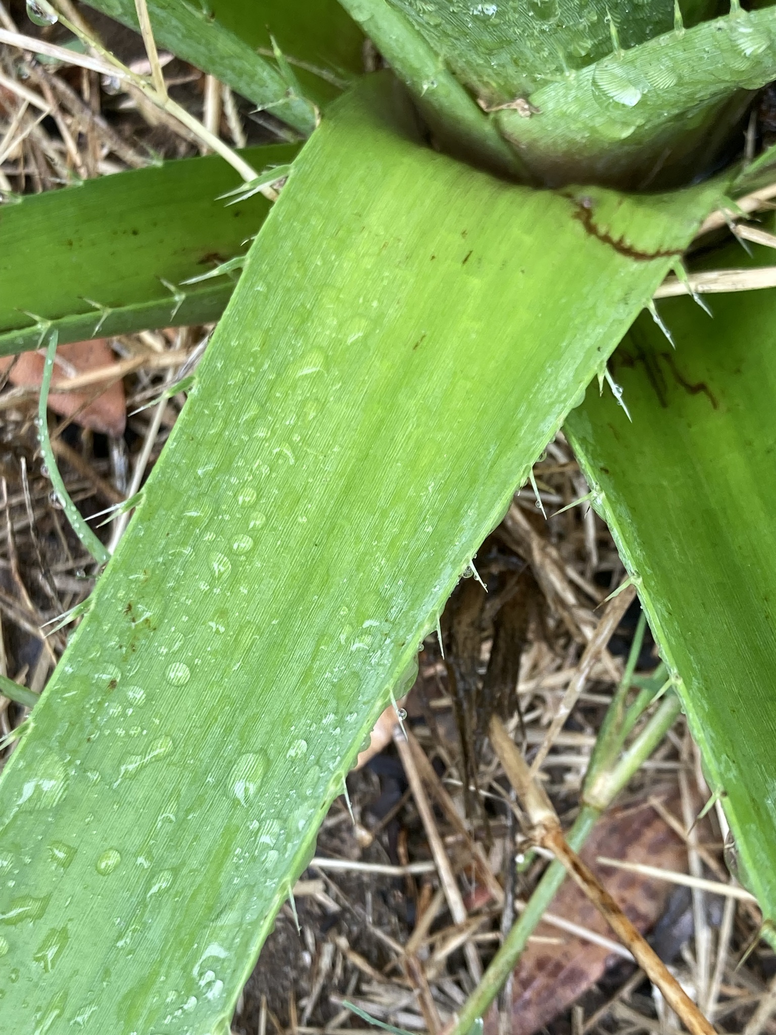 Imagem de Caraguatá