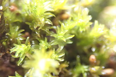 Racomitrium aciculare