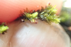 Racomitrium aciculare