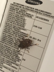 Halyomorpha halys