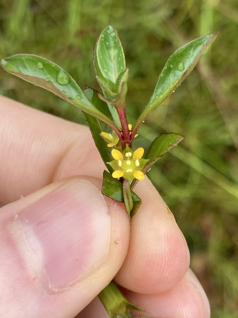 Cỏ nhật thủy sinh – Ludwigia repens