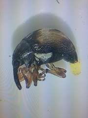 Nanophyes marmoratus