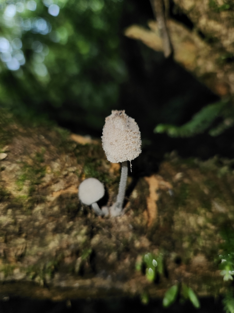 Coprinopsis laanii · March 2025 · photo: © archie_tarn (iNaturalist, cc-by)
