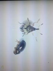 Nanophyes marmoratus