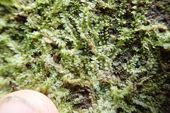 Chiloscyphus polyanthos