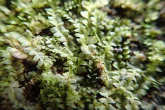 Chiloscyphus polyanthos